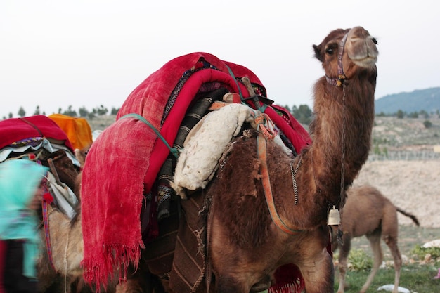 Migration Nomadenleben Kamel