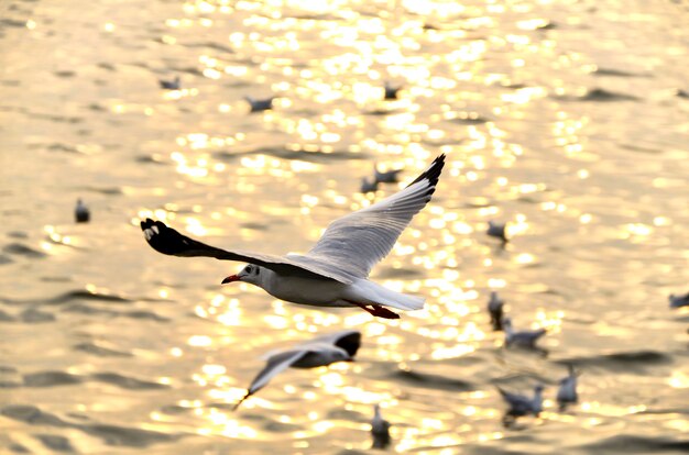 Foto migrieren sie möwe in sonnenuntergänge.