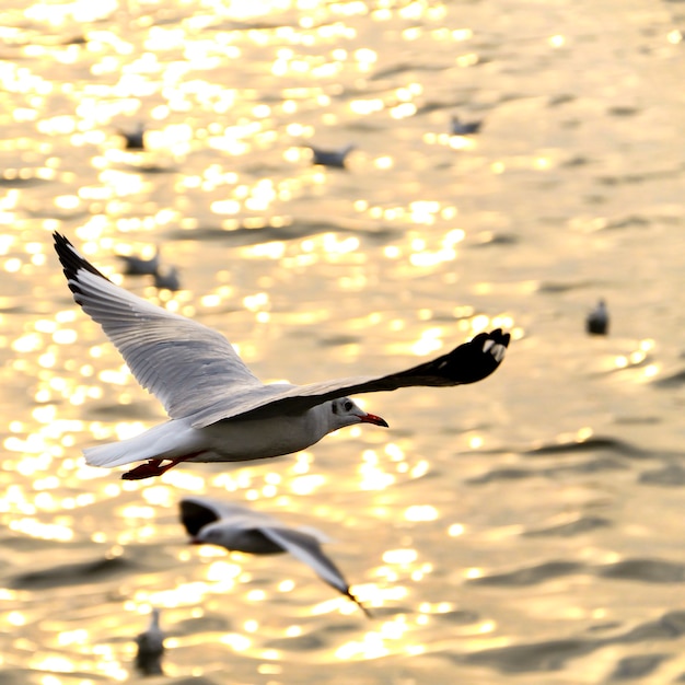 Migrieren Sie Möwe in Sonnenuntergänge.