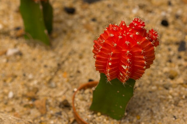 Mihanovichii Gymnocalycium na natureza