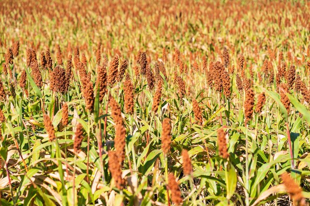 Foto mijo o sorgo un importante cultivo de cereal en el campo para hacer papilla