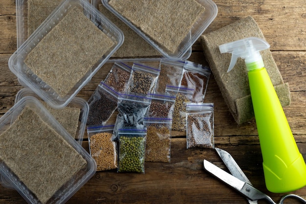 Mikrogrün anbauen Eine Reihe von Samen verschiedener Pflanzen in Plastikboxen Sprössling auf einer Leinenmatte in einer Plastikschale Sämling Urban Gardening Hobby Veganes Konzept Anbau von Mikrogrün für Lebensmittel