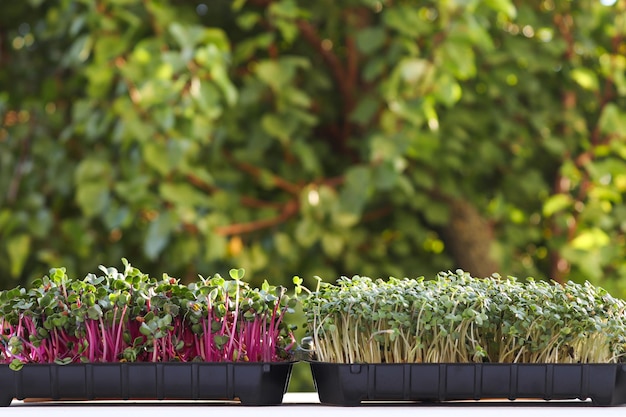 Mikrogrüne Gartenarbeit Arugula und rote Rettich-Mikrogrüns vor einem Hintergrund von grünem Kopierraum