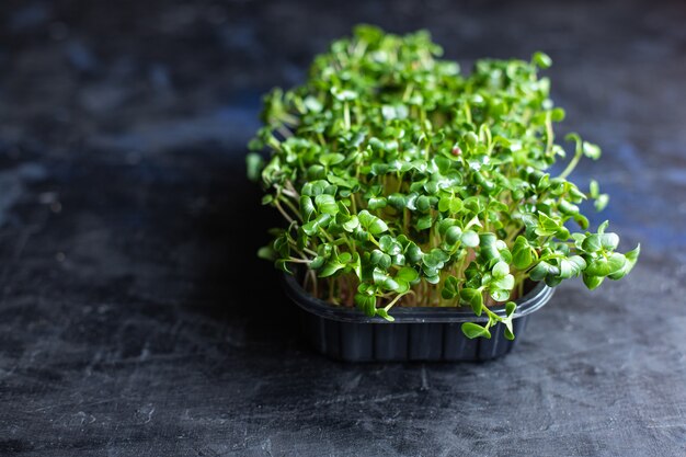 mikrogrüne Rettich frische Kräuter für Salat und Kochsnack