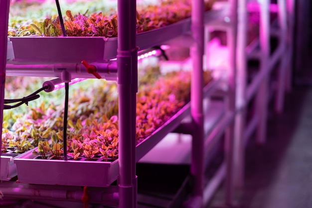 Mikrogrüne Rüben, die hydroponisch ohne Erde unter LED-Wachstumslampen wachsen Hydroponische Landwirtschaft