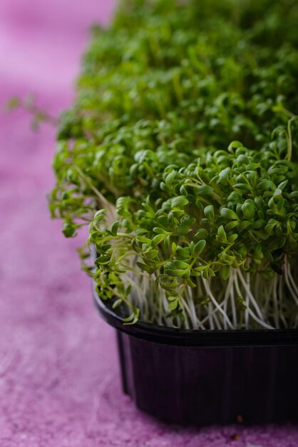 Foto mikrogrüne sprossen von brunnenkressesalat