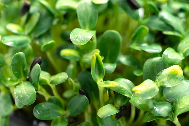 Mikrogrüner Laubhintergrund Nahaufnahme von Sonnenblumen-Microgreens