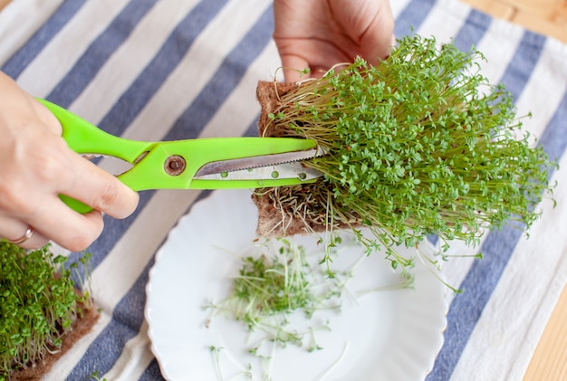 Mikrogrüner Rucola oder Senfsprossen in einer Schüssel auf einer Serviette auf dem Tisch