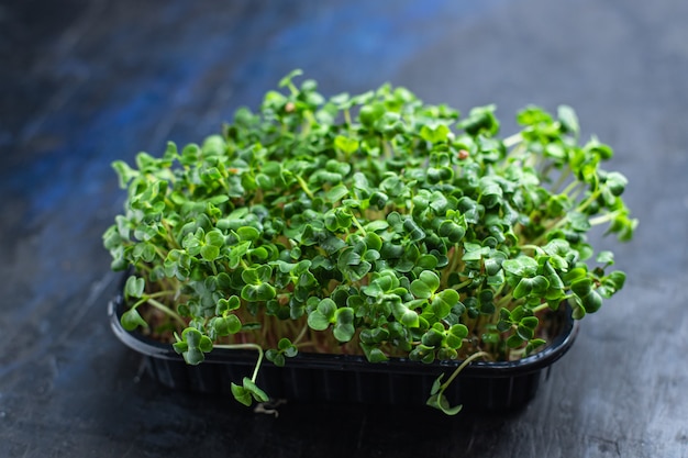 Foto mikrogrüner salat roh essen senfkräuter basilikum frischen rettich kochsnack