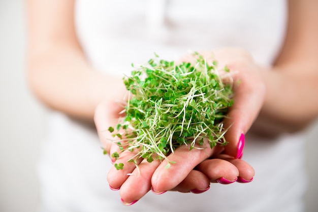 Mikrogrünes gesundes Essen und grünes Gras. Keimende Microgreens.