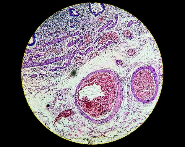 Mikroskopische Ansicht eines histologisch gefärbten Objektträgers