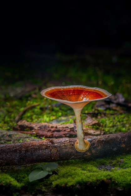 Mikroverstarker xanthopus und grüner dunkler Hintergrund des selektiven Fokus Abschluss oben