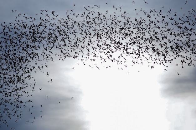 Mil cientos de murciélagos en el cielo del atardecer