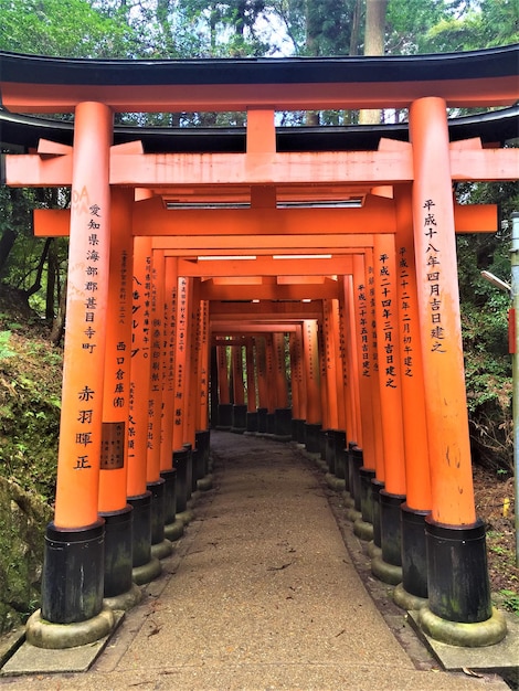 Foto mil puertas torii