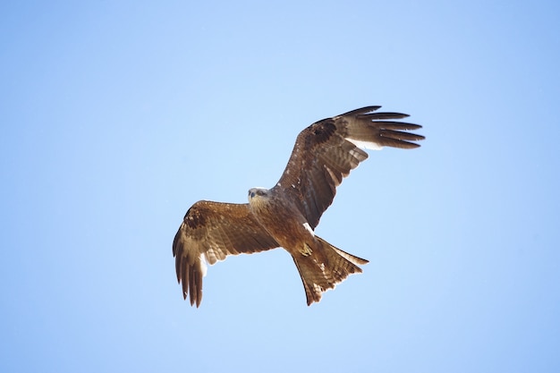 Milano negro Milvus migrans en el cielo