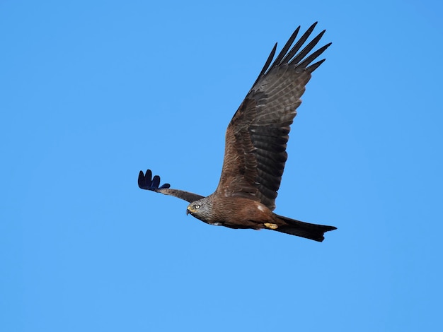 Milano negro Milvus migrans