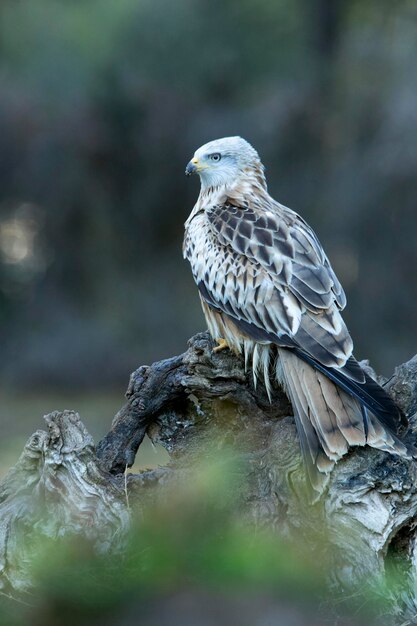 Milano real adulto en un bosque de pinos y robles con las últimas luces de la tarde