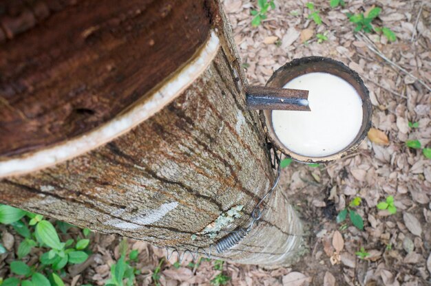 milchiger Latex-Gummibaum in der Schüssel