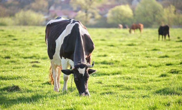 Milchkuh, die am Sommertag auf der grünen Weide weidet Fütterung von Rindern auf Ackerland