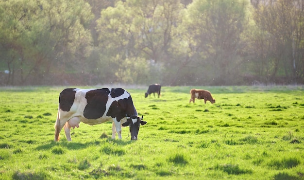 Milchkuh, die am Sommertag auf der grünen Weide weidet Fütterung von Rindern auf Ackerland