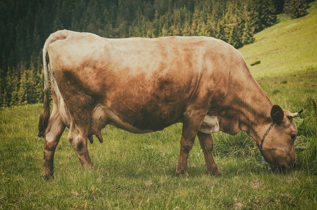 Milchkuh, die auf der grünen Bergwiese weidet, natürlicher landwirtschaftlicher Hintergrund