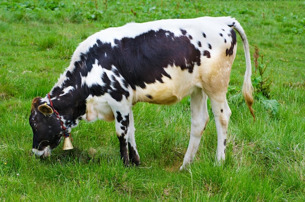 Milchkuh, die auf der Wiese weiden lässt