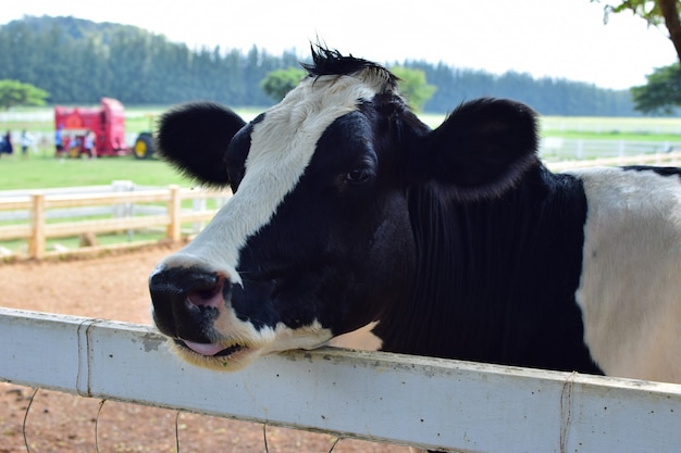 Milchkuh in der Milchmilchfarm