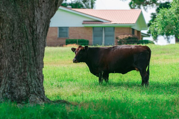 Milchkuhherde auf einer grünen Wiese