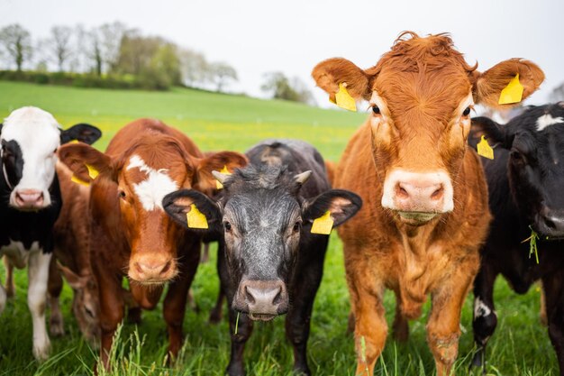 Foto milchprodukte und rindfleisch kühe und stiere weiden auf gras und weide auf einem feld