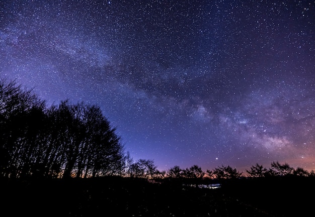 Milchstraße über dem Wald bei Nacht