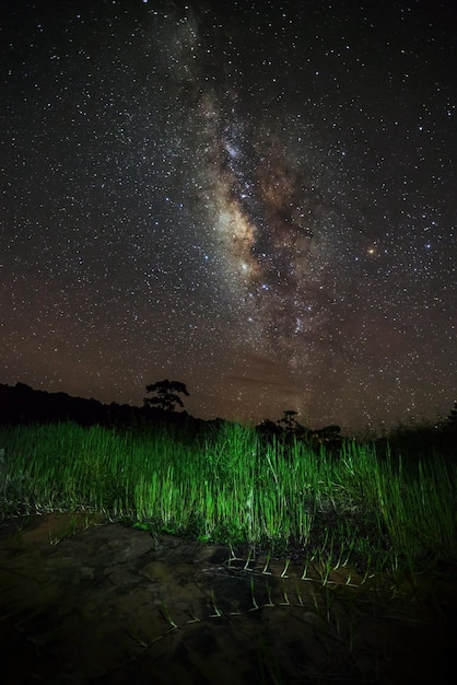 Milchstraße und Silhouette des Baumes im Phu Hin Rong Kla NationalparkPhitsanulok Thailand