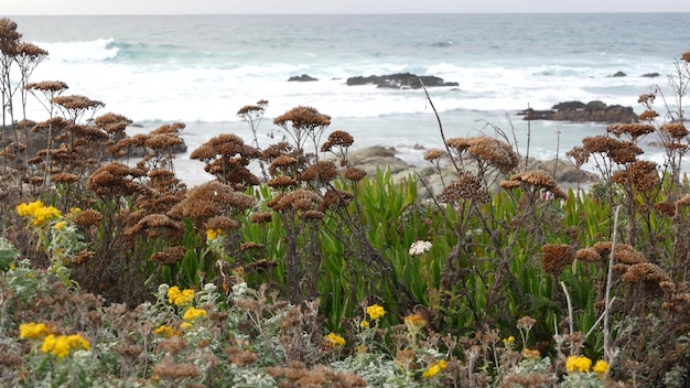 Mile Drive Monterey Kalifornien felsige zerklüftete Ozeanküste Wellenkrautblumen