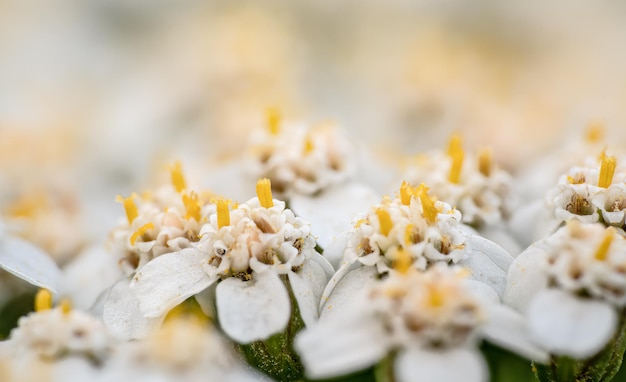 Milefólio comum - Achillea millefolium - pequenas flores brancas com pistilo amarelo pequenas partículas de pólen visíveis - detalhe macro aproximado