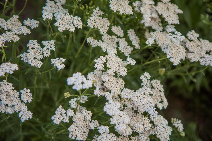 Milenrama común Achillea borealis en pradera