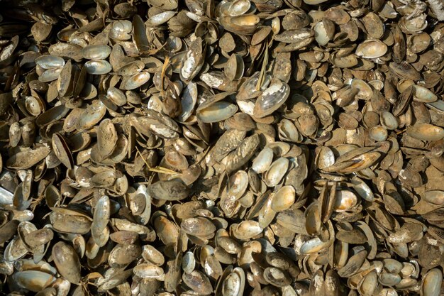 Miles de conchas de ostras vacías y abiertas se han colocado bajo el sol para que se sequen.