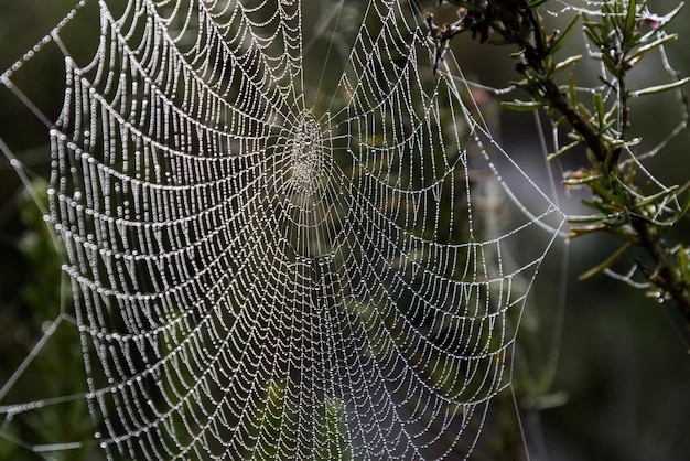 Miles de pequeñas gotas de agua creadas por el rocío de la mañana cubren los hilos de una telaraña