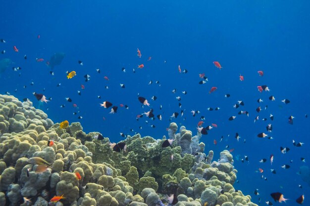 miles de pequeños peces diferentes sobre los corales durante el buceo