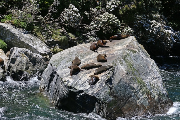 Milford Sound Fjord, Neuseeland