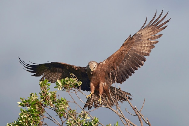 Milhafre-preto (Milvus migrans)