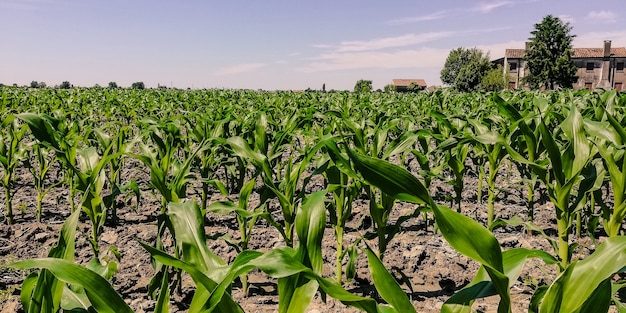 Milharal durante a estação de cultivo em um dia ensolarado