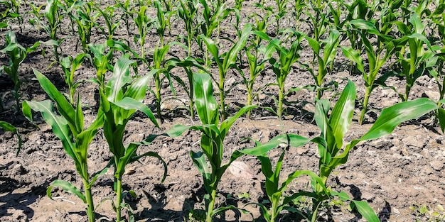 Milharal durante a estação de cultivo em um dia ensolarado