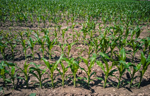 Milharal durante a estação de cultivo em um dia ensolarado