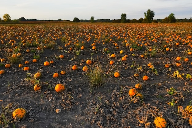 Milhares de abóboras laranja em um campo durante o pôr do sol no outono