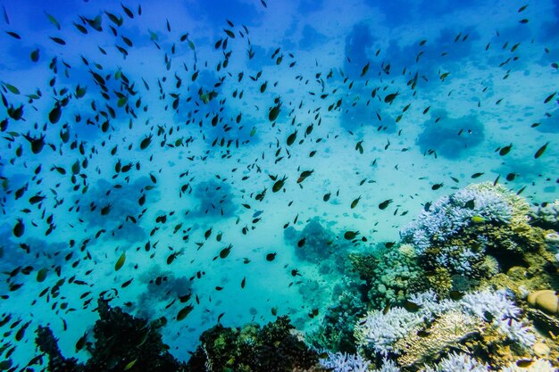 milhares de pequenos peixes em águas azuis claras no recife do Egito