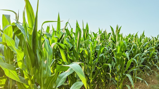 Milho agrícola em dia de sol