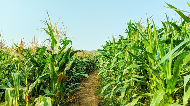 Milho agrícola em dia de sol