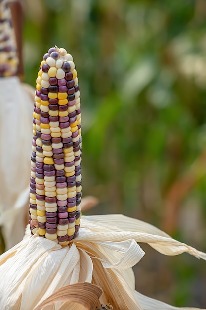 Milho com muitas cores em um vagem na árvore na mostra da exploração agrícola.