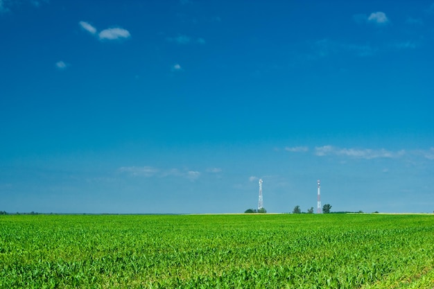 Milho de campo e duas torres