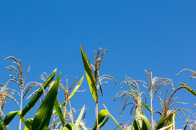 Milho de flores e céu azul