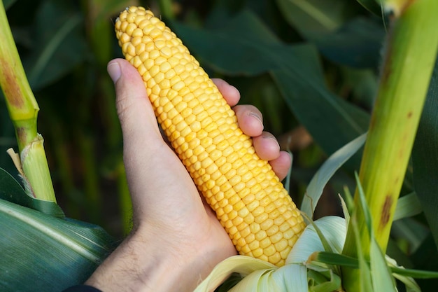 Milho em campo Campo agrícola agrícola com colheita de milho Vegetais de crescimento de cultivo agrícola